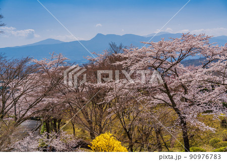 （静岡県）冨士霊園　満開の桜 90976783
