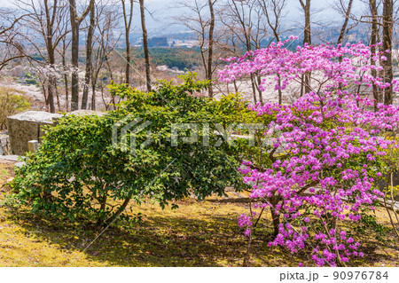 （静岡県）冨士霊園　満開の桜 90976784