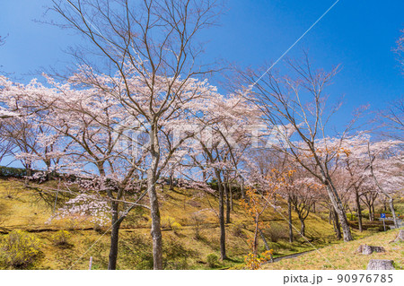 （静岡県）冨士霊園　満開の桜 90976785