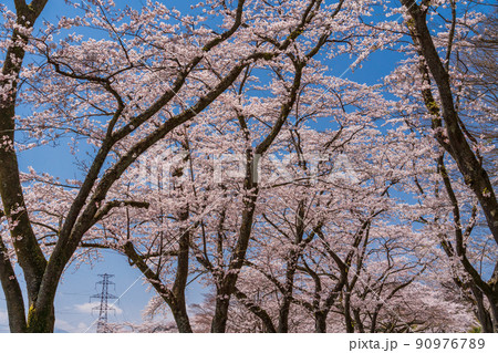 富士花卉 Shizuoka) Fuji Cemetery Sakura in full bloom - Stock Photo