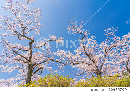 （静岡県）冨士霊園　満開の桜 90976799