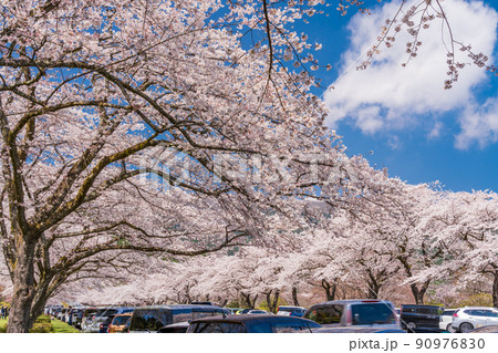 （静岡県）冨士霊園　満開の桜 90976830