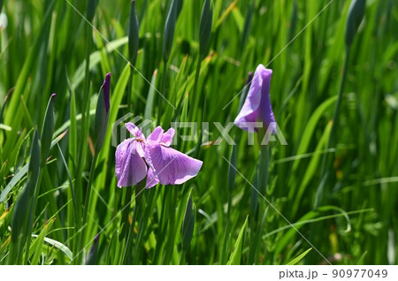 植物園の初夏の花菖蒲 植物園の初夏の花菖蒲 90977049