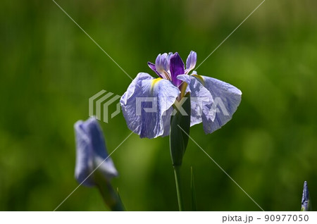 花菖蒲 90977050