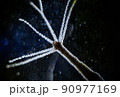 Hydra vulgaris on darkfield under a light microscope, freshwater hydra taken from the pond 90977169