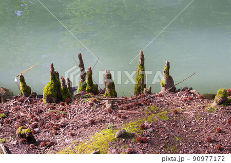 A swamp cypress aerial roots, it is called Pneumatophores A swamp cypress aerial roots, it is called Pneumatophores 90977172