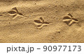 Birds footprints on sand beach in sunny day 90977173