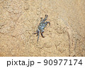 Small invisible crab crawls out of its hole in the evening on the beach of Egypt, Sharm ash Sheikh 90977174