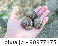 large grape snails in Tsitsernakaberd park, Armenia 90977175