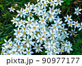 a meadow white flowers with yellow stamens 90977177