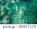 horsetail grows in a swamp, ancient primitive plant 90977179