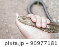 European legless lizard, Pseudopus apodus apodus, Sheltopusik. It's a non venomous reptile looks like a snake. Caught in Armenia 90977181