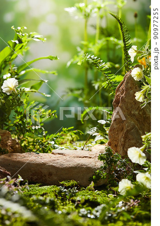 Front view of lingzhi mushroom in white background Front view of lingzhi mushroom in white background 90977255