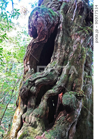 屋久島の屋久杉原生林、ヤクスギランドの仏陀杉 90977534