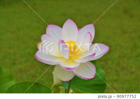 朝の蓮の花 京都 朝の蓮の花 京都 90977752