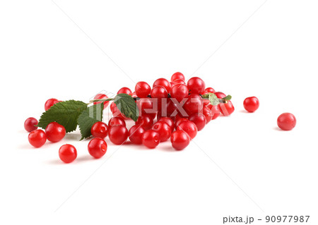 Nanking cherry and branch Nanking cherry and branch 90977987