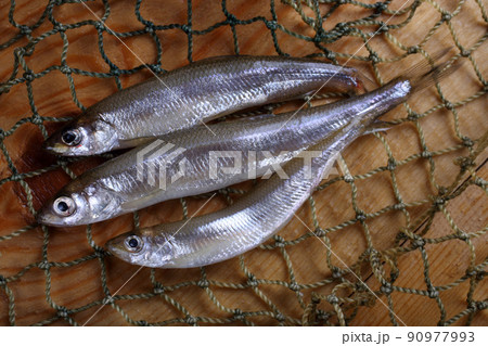 Smelt fishes on net (Pacific little smelt) 90977993