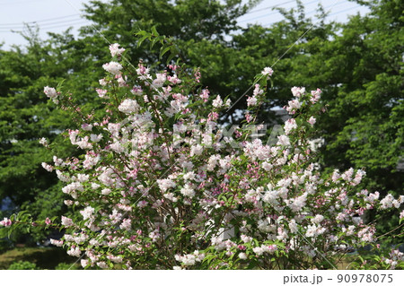 春の日本の公園に咲く白とピンクの複色のサラサウツギの花 90978075