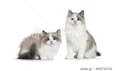 Mink Ragdoll cat on white 90978330