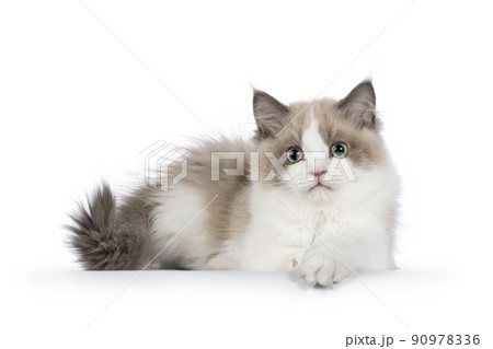 Mink Ragdoll cat on white 90978336