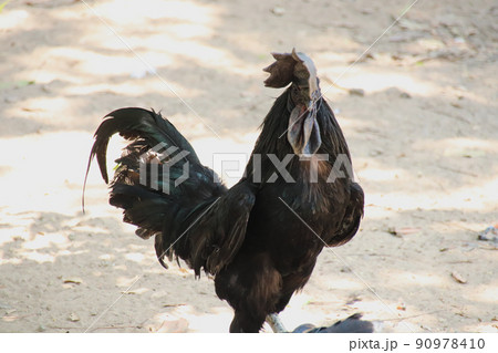 Kadaknath Chicken, rare breed of chicken that has black colored skin, organs, beak and meat Kadaknath Chicken, rare breed of chicken that has black colored skin, organs, beak and meat 90978410