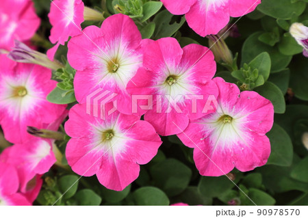 ペチュニア 90978570