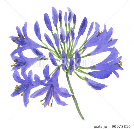 アガパンサス22620pix8 90978816