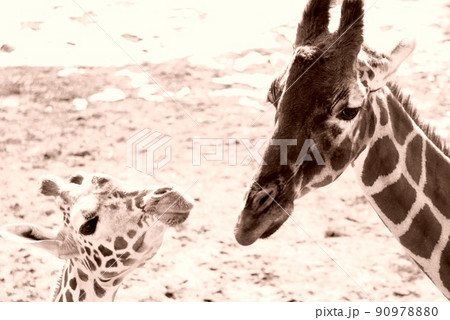 キリンの親子・セピア 90978880