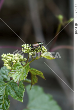 ノブドウの花にたかる昆虫のマメコガネ ノブドウの花にたかる昆虫のマメコガネ 90978938