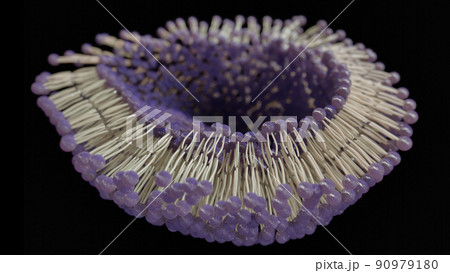 3D rendering lipid bi-layer cell anatomy - 3D Rendering 3D rendering lipid bi-layer cell anatomy - 3D Rendering 90979180
