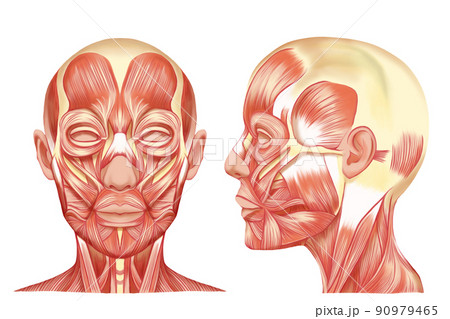 線画なし厚塗りのリアルな表情筋のイラスト 正面と横顔セット ラスター素材のイラスト素材