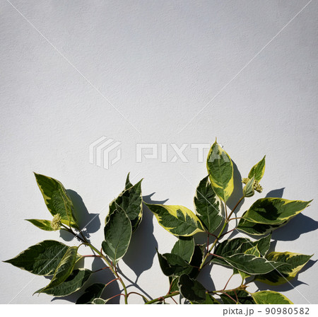 Bright green leaves on a light background with space to copy. Banner. 90980582
