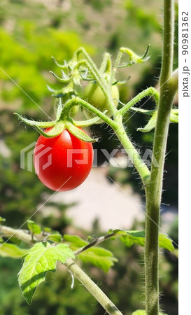 Tomato. Small tomatoes on a branch in the garden. Ripe tomatoes, bush. Tomato. Small tomatoes on a branch in the garden. Ripe tomatoes, bush. 90981362