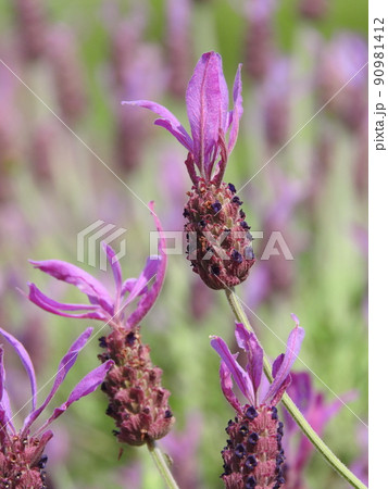 ラベンダ・ストエカスの花 90981412
