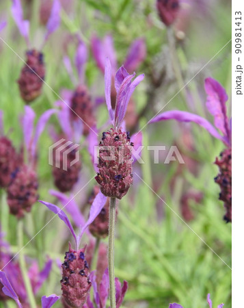 ラベンダ・ストエカスの花 ラベンダ・ストエカスの花 90981413