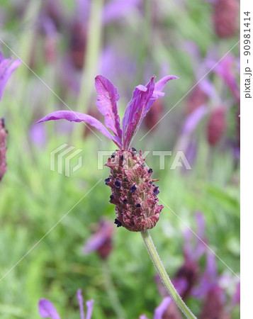 ラベンダ・ストエカスの花 90981414