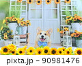 ひまわりとコーギー 90981476