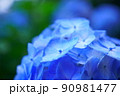 アジサイの花 90981477