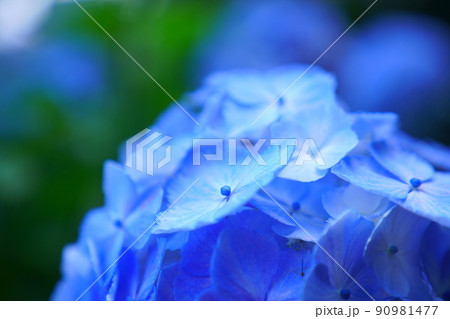 アジサイの花 90981477