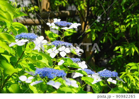 6月　目黒162ガクアジサイ･アジサイ科･目黒天空庭園 90982265