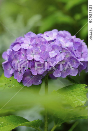 雨の日の庭に咲く瑞々しい薄紫の紫陽花 90982385