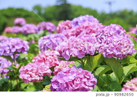 かざはやの里　満開のあじさい園 90982650