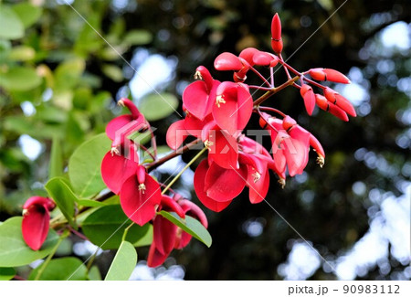 南米ブラジル原産のアメリカデイゴというマメ科の花 南米ブラジル原産のアメリカデイゴというマメ科の花 90983112