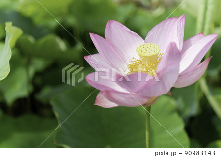 蓮の花 蓮の花 90983143