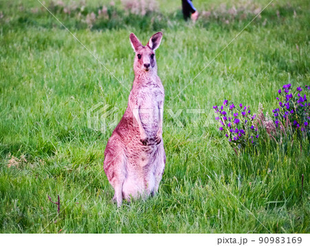 野生のカンガルー 野生のカンガルー 90983169