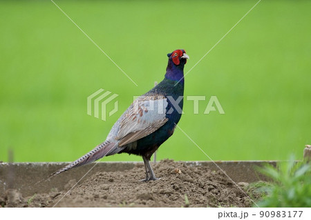 キジ pheasant / Japan キジ pheasant / Japan 90983177