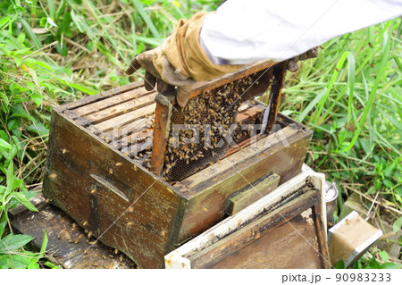 巣箱の状態を確認する養蜂家 90983233