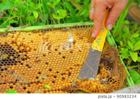 巣箱から蜂蜜を採取する養蜂家 90983234