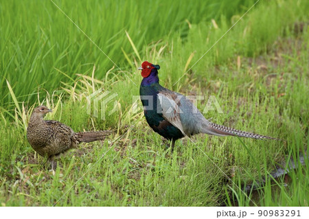 キジ pheasant / Japan 90983291