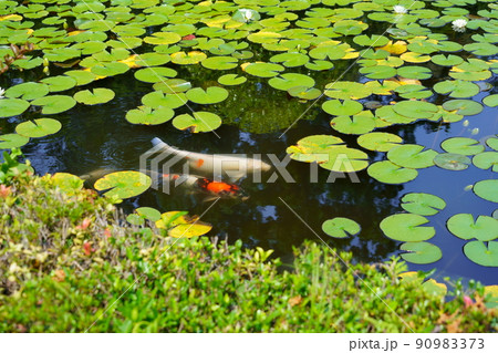 京都京田辺市観音寺の池の鯉 90983373